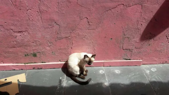 Gato ra a  idade  nome gatinhos