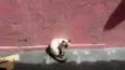gatinhos