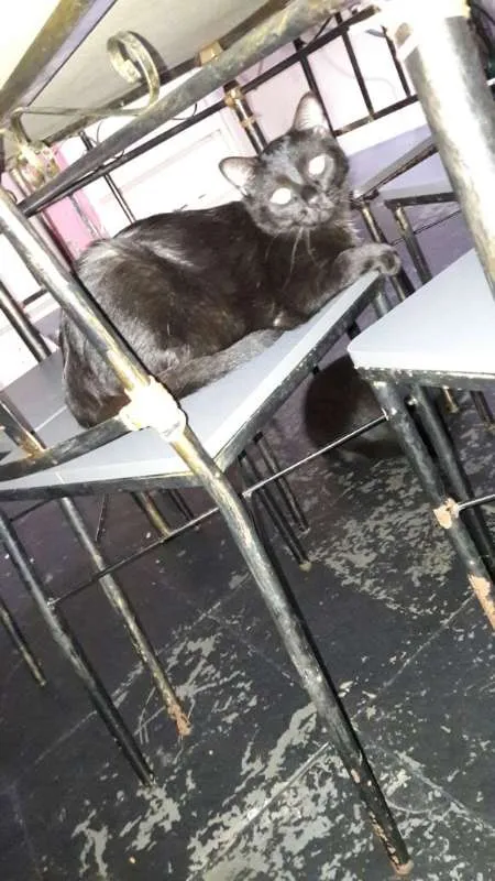Gato ra a  idade  nome gatinhos