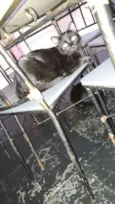 gatinhos