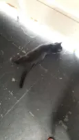 gatinhos