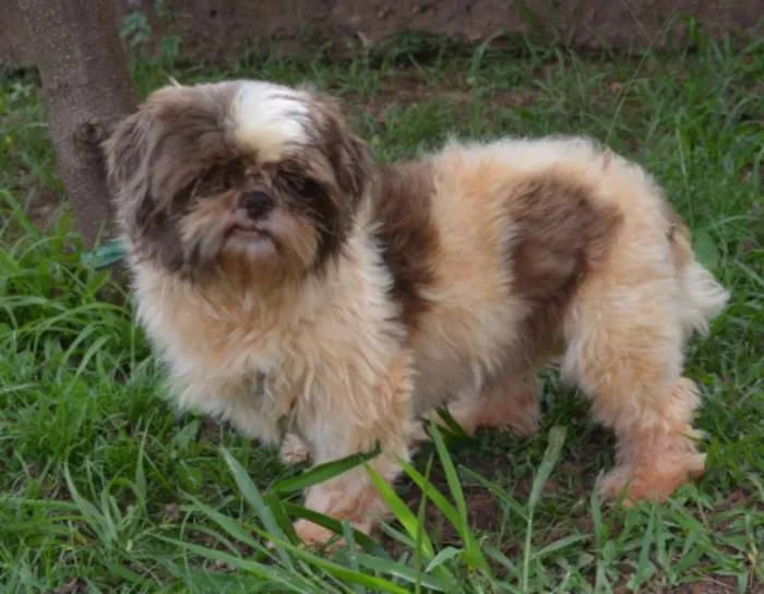 Cachorro ra a Shihtzu idade 5 anos nome Tux