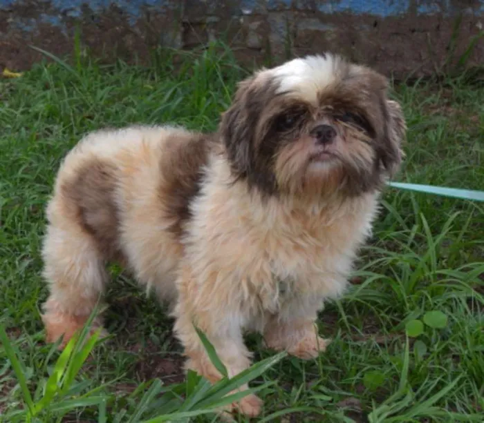 Cachorro ra a Shihtzu idade 5 anos nome Tux
