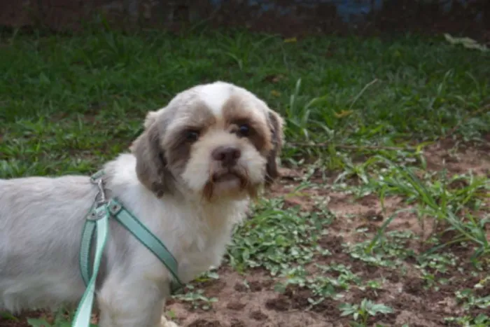 Cachorro ra a Lhasa Apso idade 4 anos nome Chester