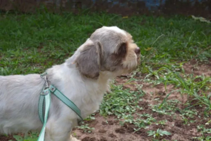 Cachorro ra a Lhasa Apso idade 4 anos nome Chester