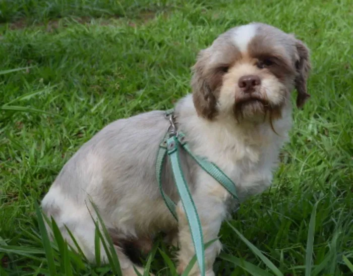 Cachorro ra a Lhasa Apso idade 4 anos nome Chester