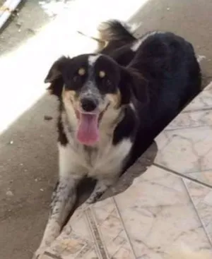 Cachorro raça srd idade 7 a 11 meses nome Bethoven