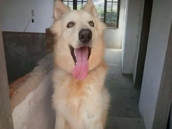 Cachorro ra a Pastor Alemão idade 1 ano nome jack