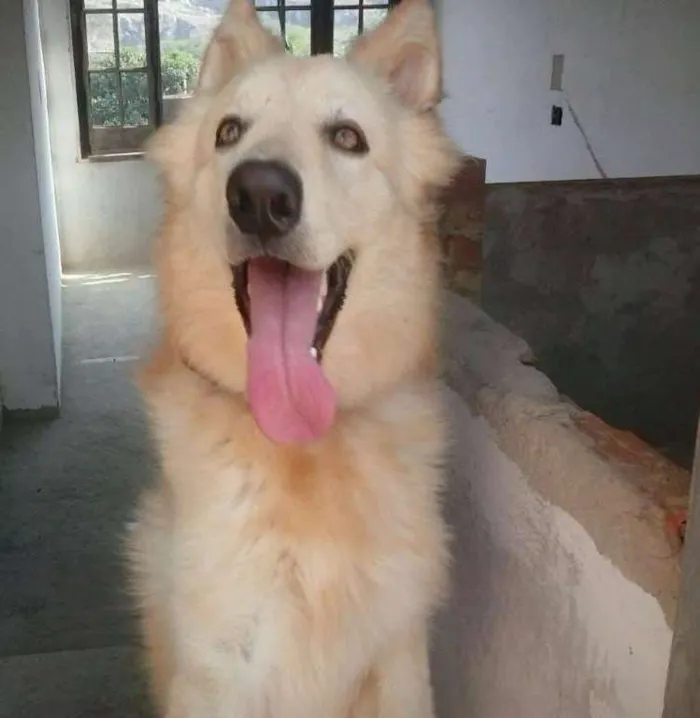 Cachorro ra a Pastor Alemão idade 1 ano nome jack