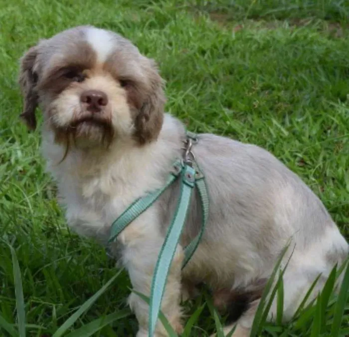 Cachorro ra a Lhasa Apso idade 4 anos nome Chester