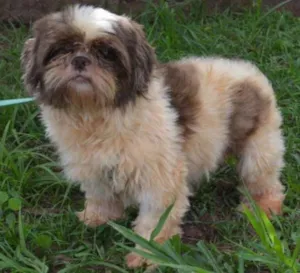 Cachorro raça Shihtzu idade 5 anos nome Tux