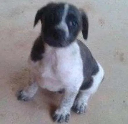 Cachorro ra a VIRALATA idade 2 a 6 meses nome MALHADO
