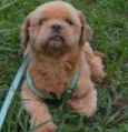 Bilu