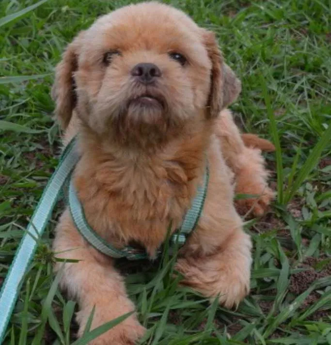Cachorro ra a Shihtzu idade 5 anos nome Bilu