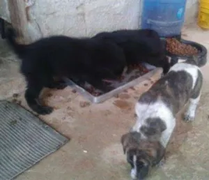 Cachorro raça VIRALATA idade 2 a 6 meses nome PRETINHO
