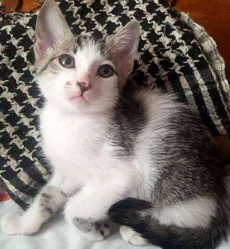 Gato ra a COMUM idade 2 a 6 meses nome GAL