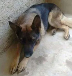 Cachorro raça pastor alemão idade 3 anos nome Senia