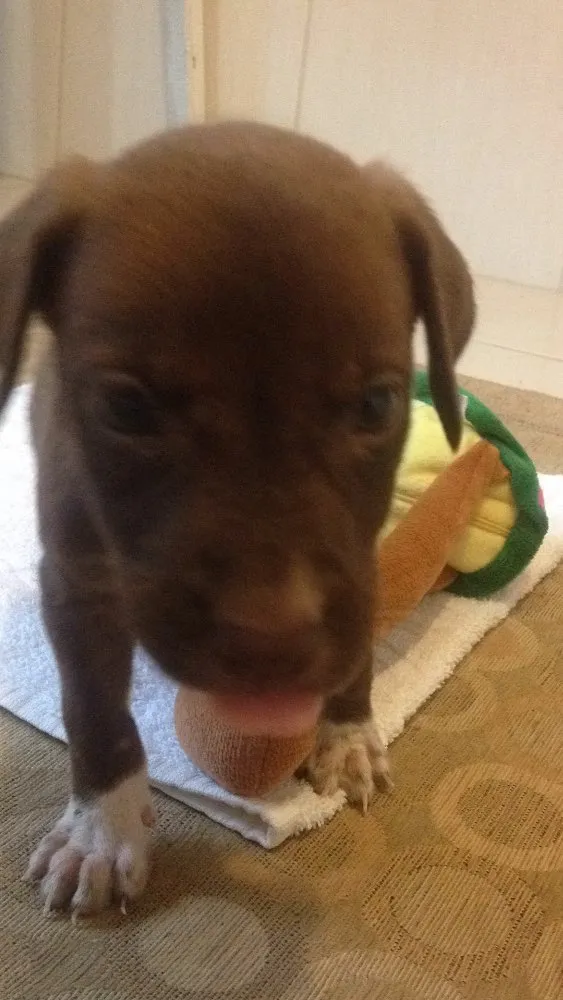 Cachorro raça Pit bu idade Abaixo de 2 meses nome Bully