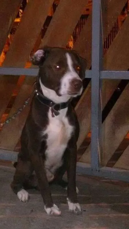 Cachorro ra a American Stanf idade 3 anos nome Thor
