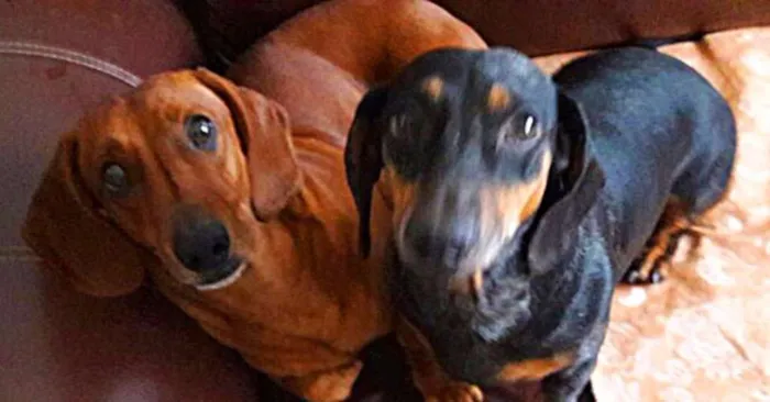 Cachorro ra a Dachshund idade 4 anos nome Max e Nuno