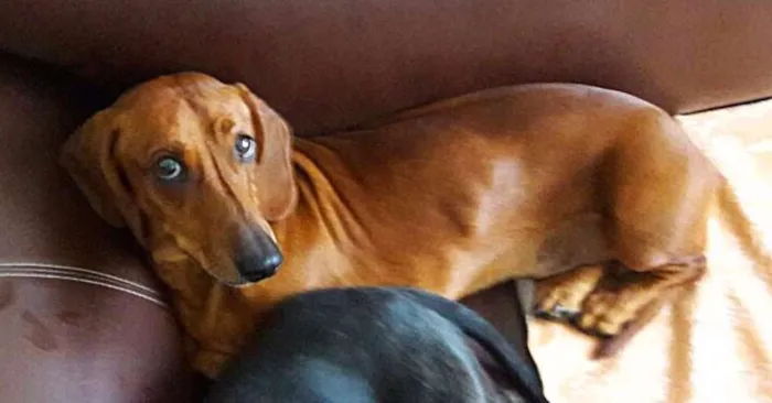 Cachorro ra a Dachshund idade 4 anos nome Max e Nuno