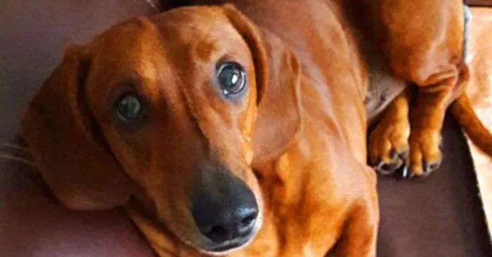 Cachorro ra a Dachshund idade 4 anos nome Max e Nuno
