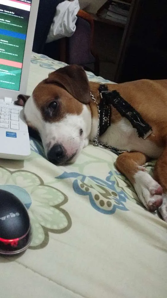 Cachorro ra a Fox Paulistinha idade 1 ano nome Tobias