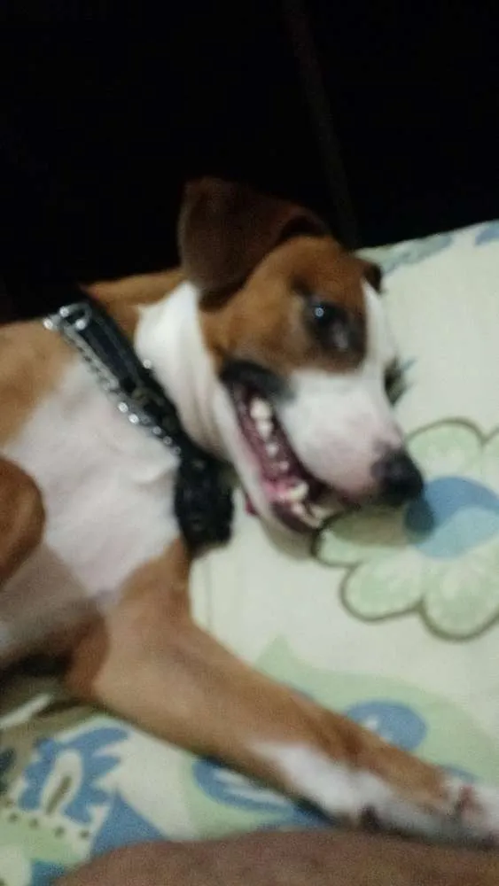 Cachorro ra a Fox Paulistinha idade 1 ano nome Tobias