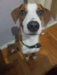 Tobias
