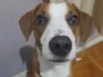 Tobias