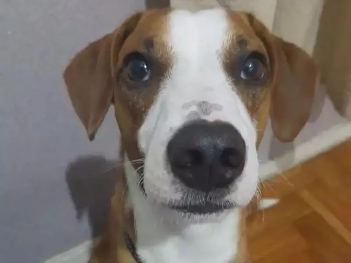 Cachorro ra a Fox Paulistinha idade 1 ano nome Tobias