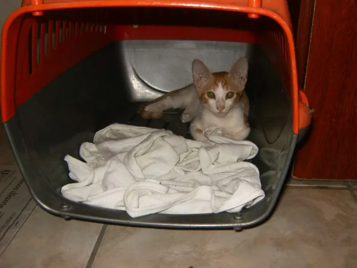 Gato ra a viralata idade 2 a 6 meses nome beltasa