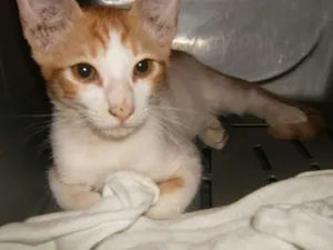 Gato raça viralata idade 2 a 6 meses nome beltasa