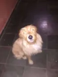 Garoto