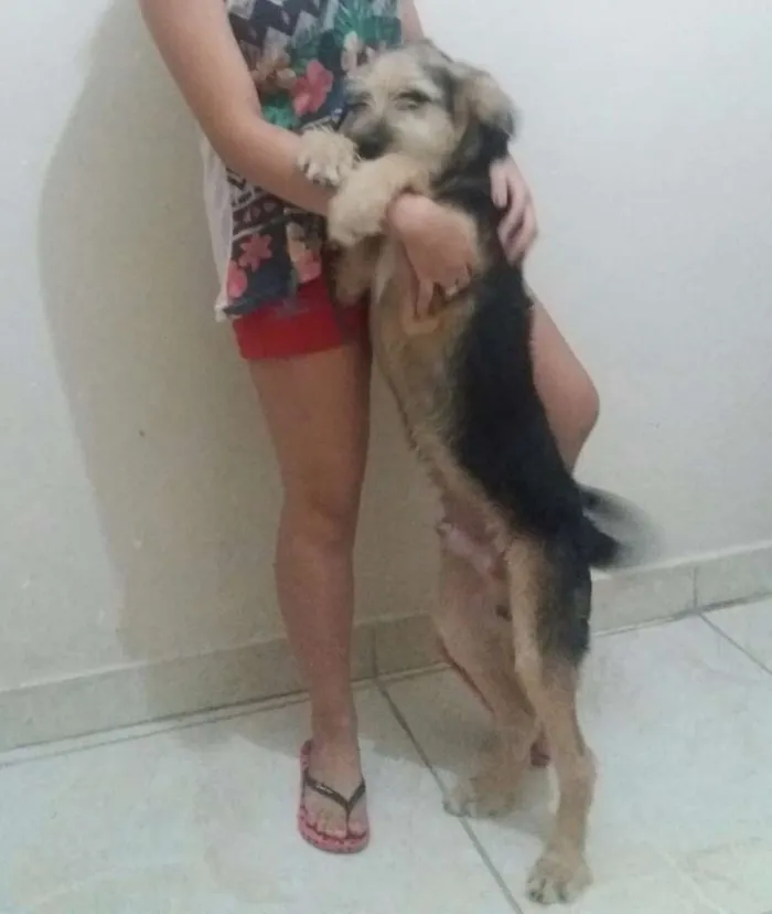 Cachorro raça SRD idade 2 a 6 meses nome Lucas