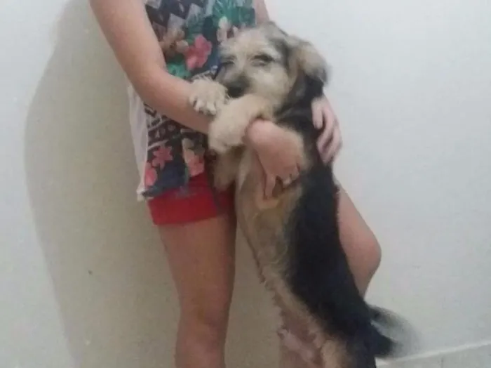 Cachorro raça SRD idade 2 a 6 meses nome Lucas