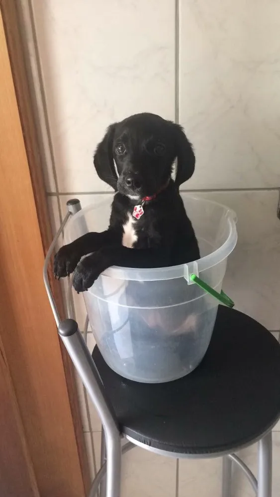 Cachorro ra a  idade 2 a 6 meses nome Teodoro