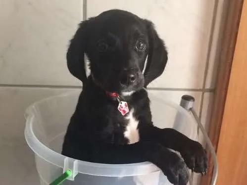 Cachorro ra a  idade 2 a 6 meses nome Teodoro