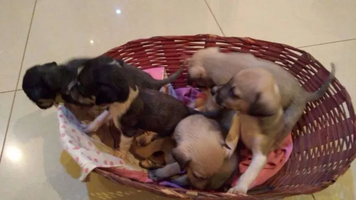 Cachorro ra a desconhecida idade Abaixo de 2 meses nome Filhotes