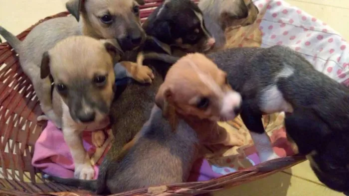 Cachorro ra a desconhecida idade Abaixo de 2 meses nome Filhotes