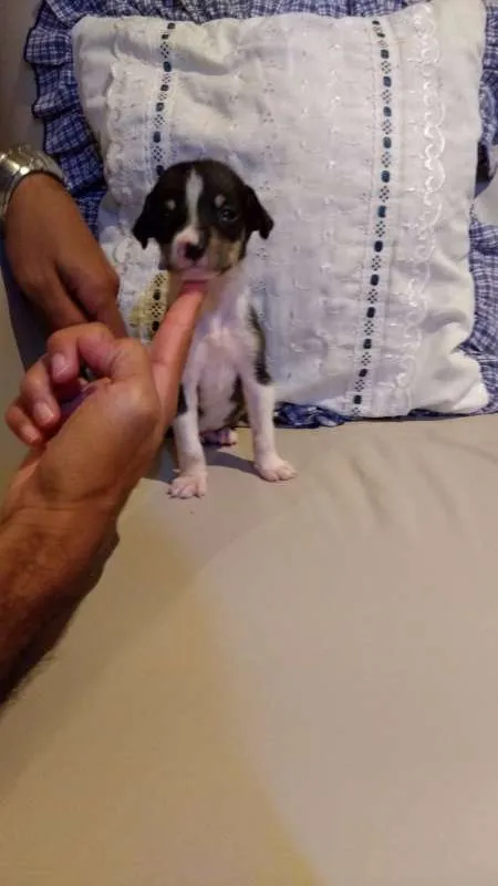 Cachorro ra a desconhecida idade Abaixo de 2 meses nome Filhotes