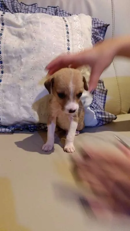 Cachorro ra a desconhecida idade Abaixo de 2 meses nome Filhotes
