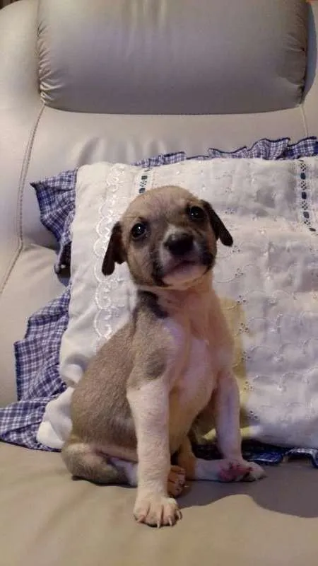 Cachorro ra a desconhecida idade Abaixo de 2 meses nome Filhotes
