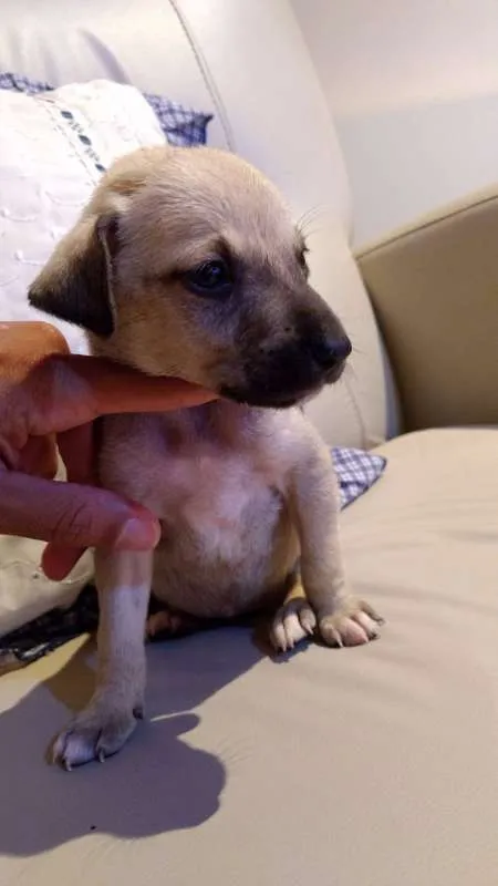 Cachorro ra a desconhecida idade Abaixo de 2 meses nome Filhotes