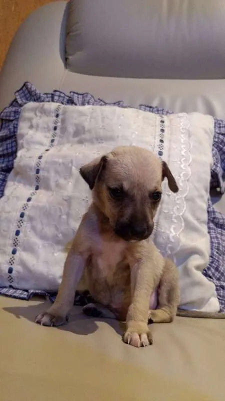 Cachorro ra a desconhecida idade Abaixo de 2 meses nome Filhotes