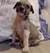 Cachorro raça desconhecida idade Abaixo de 2 meses nome Filhotes