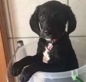 Cachorro raça  idade 2 a 6 meses nome Teodoro
