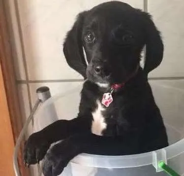 Cachorro ra a  idade 2 a 6 meses nome Teodoro