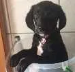Cachorro raça  idade 2 a 6 meses nome Teodoro
