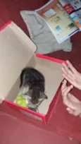 Gata